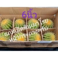 ราคา กระบองเพชรถังทอง6นิ้ว (5346529841)