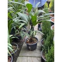 ราคา ต้นหมากแดงกระถาง 11 นิ้ว (22443144298)