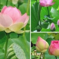 ราคา 5 เมล็ด บัวหลวง ดอกสีชมพู ดอกใหญ่ เมล็ดพันธ์ุ บัวหลวง Lotus Waterlily seeds (4063184121)