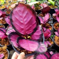 ราคา คล้าคิมสัน ไม้ประดับ (3947031277)