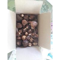 ราคา ไข่บอนกระดาษ เขียวยักษ์ไม่ด่างมีตำหนิ ไม่ด่าง (11239310381)