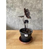 ราคา Colocasia painted black gecko (4269687826)