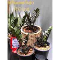 ราคา กวักมรกตใบดำ หายาก ต้นไม้มงคล ต้นไม้ฟอกอากาศ (4336855944)