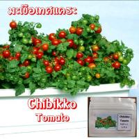 ราคา เมล็ดพันธุ์ มะเขือเทศแคระ Chibikko Tomato บรรจุซอง 25 เมล็ด นำเข้าจากญี่ปุ่น (10617480491)