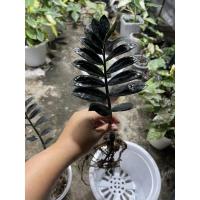 ราคา ต้นกวักมรกตดำ(Zamioculcas zamiifolia)สุดยอดไม้มงคล โขดสวย ไม้ฟอกอากาศ ไม้มงคล เสริมโชคลาภ (17722206546)