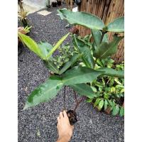 ราคา ต้นชมพู่ทับทิมจันทร์ ต้นพันธุ์ชมพู่ทับทิมจันทร์ กิ่งพันธุ์ชมพู่ทับทิมจันทร์ กิ่งตอนกิ่งตอนใส่ถุงดำขนาด30 cm ขึ้นไป (12179299499)