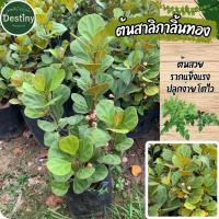 ราคา ต้นสาริกาลิ้นทอง(ไม้มงคลเสริมดวง) (27037555319)