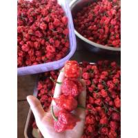 ราคา #พริกปีศาจ แคโรไลน่ารีพเปอร์️️ ( Carolina reaper.) พริกที่เผ็ดที่สุดในโลก หนึ่งผลใช้ทำอาหารเผ็ดไปทั้งหม้อ (42760965369)