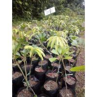 ราคา ต้นมะม่วงมหาชนกเสียบยอด (6853042455)