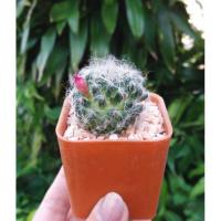 ราคา แมมขนแมว Mammillaria Bocasana (2875131387)