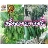 ราคา เมล็ด ใหม่ มะละกอ แก้วกลางดง 150 ใหม่็ด (3g) มะละกอแก้วกลางดง ออกเป็นดง ออกหลายกิ่ง ออกลูกทุกกิ่งhao ผักบุ้ (22340174041)