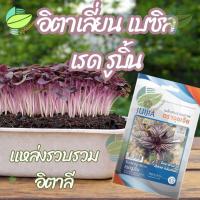 ราคา เมล็ดพันธุ์ โหระพาอิตาลี สีม่วง เรดรูบิ้น ตราจูบเจีย ( 0.5 กรัม ) (53155252960)