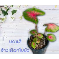 ราคา บอนสี ช้างเผือกใบบัว ส่งยกกระถาง (12533163823)