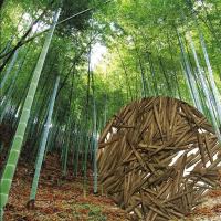 ราคา เมล็ดไผ่ ไผ่โมโซ Moso Bamboo Seeds 25 เมล็ด เมล็ดไผ่โมโซ ไผ่ลำเดียว ไผ่หนังจีน ไผ่ญี่ปุ่น เมล็ดพันธุ์ไผ่โมโซ (47853082548)
