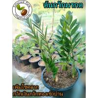 ราคา ต้นกวักมรกต กวักมรกต ต้นไม้มงคล ต้นไม้ฟอกอากาศ ต้นไม้เสริมฮวงจุ้ย (6179854974)