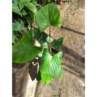 ราคา ต้นเสน่ห์จันทร์ขาวเสน่ห์จันทร์แดงพร้อมส่งแบบถุง (21646033850)