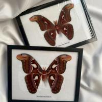 ราคา ผีเสื้อสต๊าฟ // The Attacus Atlas Moth (41253552984)