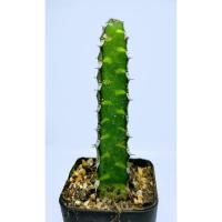 ราคา ยูโฟเบียโบราเอ็นซิส (Euphoria boranensis) #cactus #กระบองเพชร (9312335196)