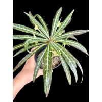 ราคา Dorstenia Lancifolia มะพร้าวทะเลทรายใบเงิน กระถาง 5 นิ้วแคคตัส ไม้อวบน้ำ Cactus and Succulent (26653066803)