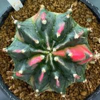 ราคา ❤️❤️มีส่งด่วน❤️❤️แคคตัส ไม้ชำหน่อ (LV5)/Cactus/Gymno /Gymnocalycium /ยิมโนด่าง/ไม้ชำหน่อ (43325868732)