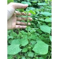 ราคา ❤️ตำแยแมว ชิลล์ ฟิน ปลอดภัย % Catnip from garden home Bio (5753858908)