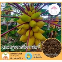 ราคา มะละกอเหลืองกระบี่ 20 เมล็ด (43119297608)