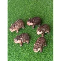 ราคา ออมสิน ฮิปโปแคระ น้องอ้วนจั้มมั้มน่ารักมาก (27274122502)