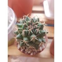 ราคา แคคตัส ช้างหนามดำ เต้าแหลม (7145914511)