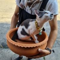 ราคา อ่างแมวนอน 12 นิ้ว ปลูกบัว ปลูกไม้มงคล อ่างทำน้ำตก วัสดุดินเผา อ่างแมว บ้านแมว (11990329839)