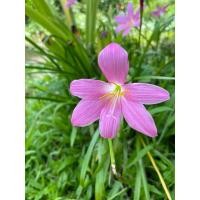 ราคา ต้นบัวดิน หัวบัวดิน สีชมพู (28860088458)