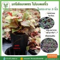 ราคา [ต้นไม้จิ๋ว] ต้นมณีล้อมเพชร ต้นสีแดง พร้อมกระถาง 3นิ้ว ฟรี ไม้มงคล ต้นสูง 7-10 ซม.วางบนโต๊ะทำงานได้ วางในบ้านได้ (7735208470)
