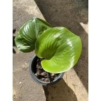 ราคา ว่านนางคุ้ม หรือ ว่านผู้เฒ่าเฝ้าบ้าน หรือ ว่านนกคุ้ม จัดส่งแบบกระถาง (9878568386)