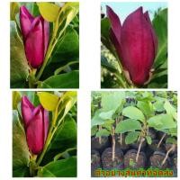 ราคา (ขาย ต้นพันธุ์) ดอก ต้น จำปีแดง ต้นจำปีแดง จำปี ต้นจำปี เบนซ์ (8927475545)