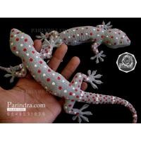 ราคา ตุ๊กแกยาง ตุ๊กแกปลอมตัวใหญ่ เหมือนจริงมาก ตัวพ่อ (1820315789)