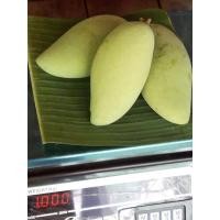 ราคา มะม่วงน้ำดอกไม้(ดิบ/เปรี้ยว) 1 กก. เกษตรอินทรีย์ ปลอดสาร 100%​ (8118789466)
