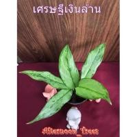 ราคา ต้นเศรษฐีเงินล้าน (ไม้ร่ม) 1ต้นก็ส่งค่ะ ขนาด 3 นิ้ว (6935109269)