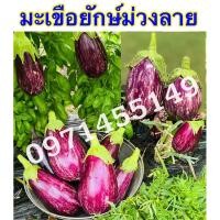 ราคา เมล็ดพันธุ์มะเขือเปราะยักษ์ม่วงลาย 200 เมล็ด (ซองแบ่ง) (18482027419)