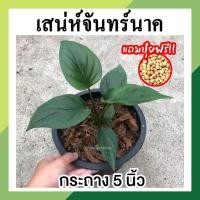 ราคา เสน่ห์จันทร์นาค พร้อมกระถาง 5 นิ้ว ว่านเมตตามหานิยม ต้นไม้หายาก ต้นเเข็งเเรง รากแน่น ต้นไม้ฟอกอากาศ ช่วยดูดสารพิษ โตไว (16206091670)
