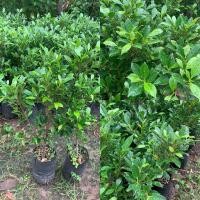 ราคา ต้นไทรเกาหลี ไม้ทำรั้วปลูกง่าย (49603238606)