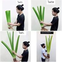 ราคา ต้นกระดาด ต้นกระดาษ บอน บอนยักษ์ บอนใบใหญ่ ต้น กระดาด กะดาด กระดาษ บอนกระดาษ บอนกระดาด ยักษ์ / สวนและบ้าน (13240558496)