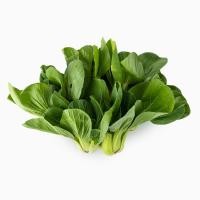 ราคา ส่งพรุ่งนี้ ผักกวางตุ้งไต้หวัน (นำเข้า) 500 กรัม/แพ็ค ออกใบกำกับภาษีได้ (41461393969)