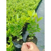 ราคา ต้นมะม่วงหาวมะนาวโห่ (ชุด3ต้น) (26242496578)