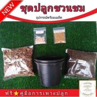ราคา ชุดปลูกชวนชม​ อุปกรณ์​พร้อมเมล็ด​ชวนชม​⭐⭐⭐⭐⭐ (12109033879)