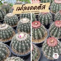 ราคา เมโลแคคตัส Melocactus curvispinus #ไซส์ใหญ่ แคคตัส กระบองเพชร cactus&succulent (5136437549)