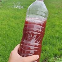 ราคา จุลินทรีย์สังเคราะห์แสง (29892637269)