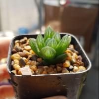ราคา ฮาโวเทีย ไม้อวบน้ำ Haworthia (6129623444)