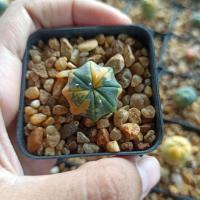 ราคา แอสโตรด่าง เว้า (astrophytum star shaped variegated) (10235509228)