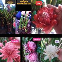 ราคา (1กอ) ต้น เหง้า หน่อ ดอก ดาหลา ต้นดาหลา สี แดง ขาว ชมพู Torch ginger Tinutda (18233597395)