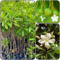 ราคา ต้นตีนเป็ดน้ำ หรือ ตีนเป็ดทะเล (สูง 90-100cm) ไม้มงคล ไม้ประดับ ดอกสวย หอมอ่อนๆ (41604187445)