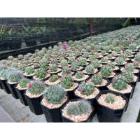 ราคา แมมชูแมน ชื่อวิทยาศาสตร์ คือ Mammillaria schumannii Hildm. (แมมมิลลาเรีย ชูแมนนิอาย) (23142391248)